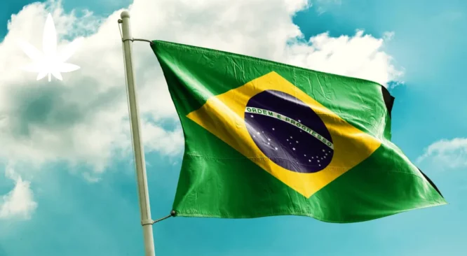 Aumento das importações e o dilema dos produtos de Cannabis no Brasil