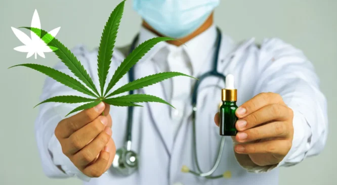 Cannabis medicinal: entenda o que é, como funciona e seus benefícios terapêuticos